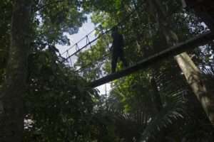 Riserva Forestale del FRIM di Kepong