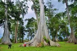 La foresta di Lian