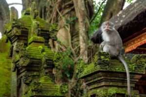 La foresta di Ubud