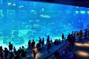 L’acquario di Singapore