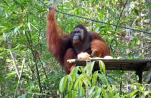 Centro Orang Utan di Semenggoh