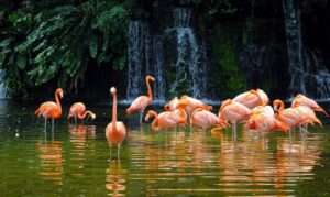Lo zoo di Singapore