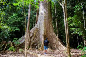 Parco Nazionale Taman Negara